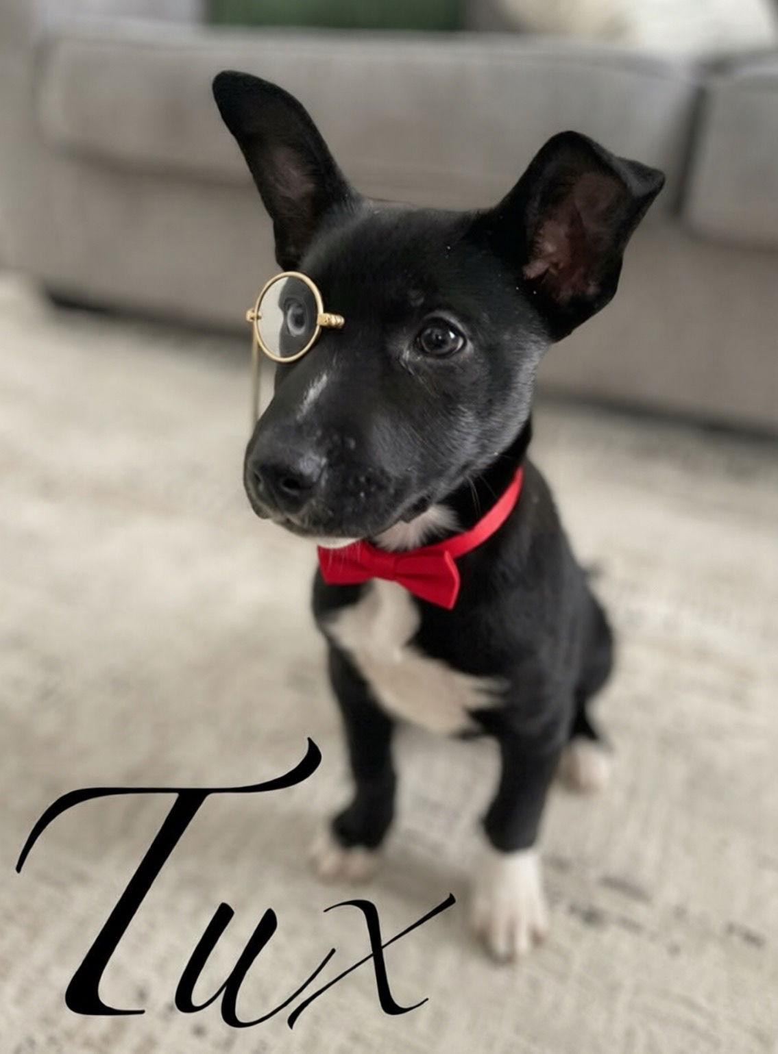 Enlarge Tux, a Adoptable mixed breed in Barnhart, MO image 3/3