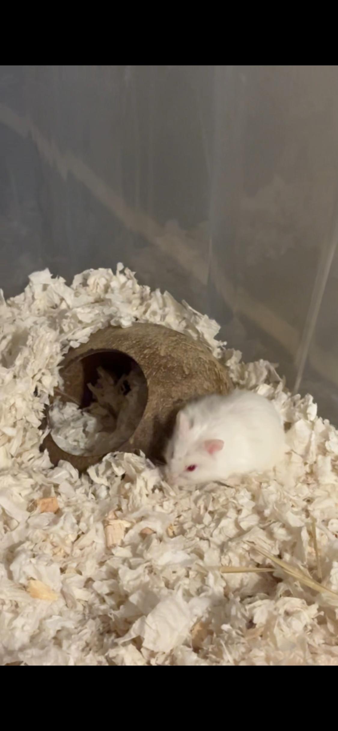 Ginger, Adoptable, Baby Female Dwarf Hamster & Hamster.