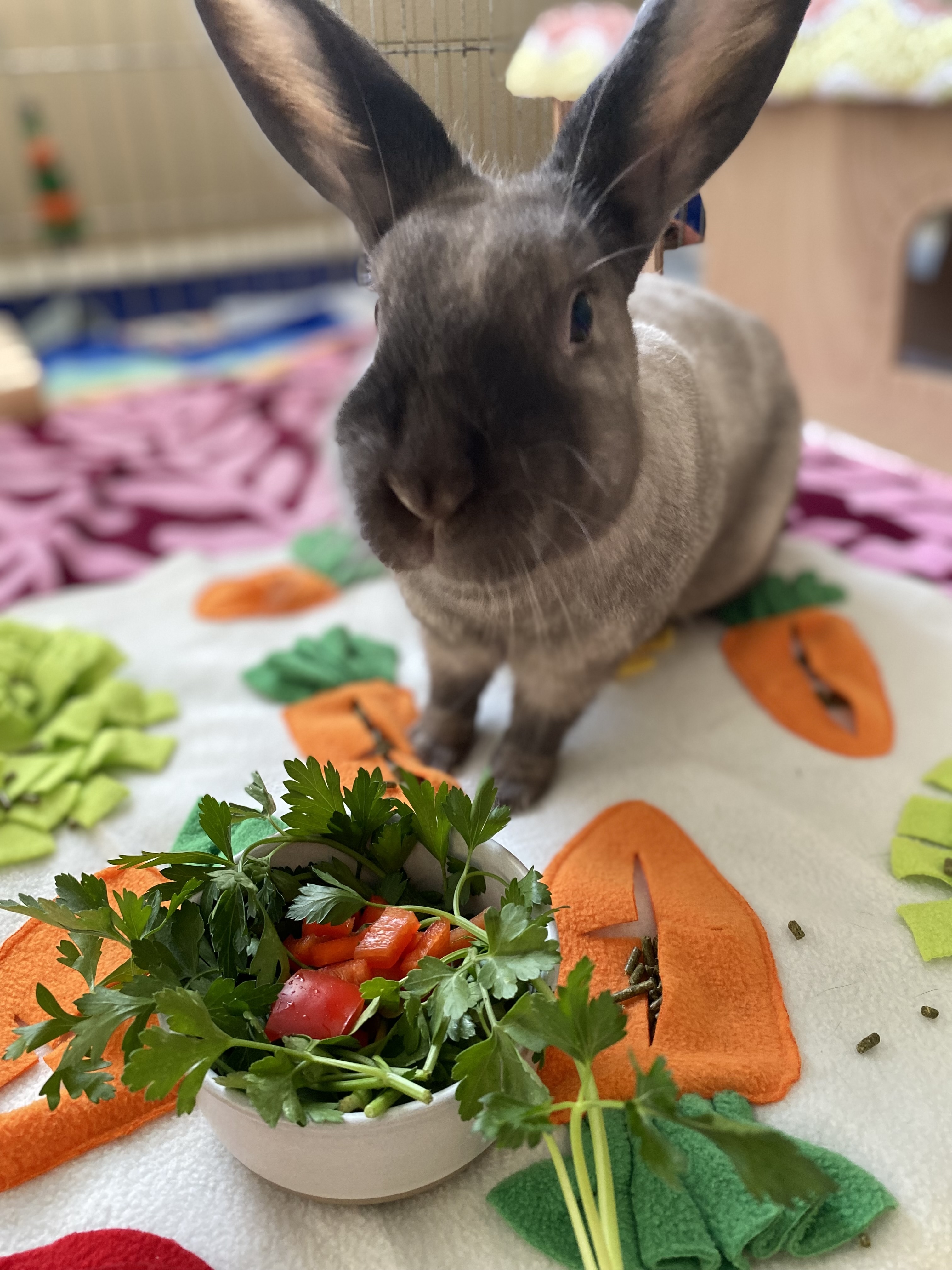 Enlarge Cotton Candy, a Adoptable Bunny Rabbit in Vacaville, CA image 1/14