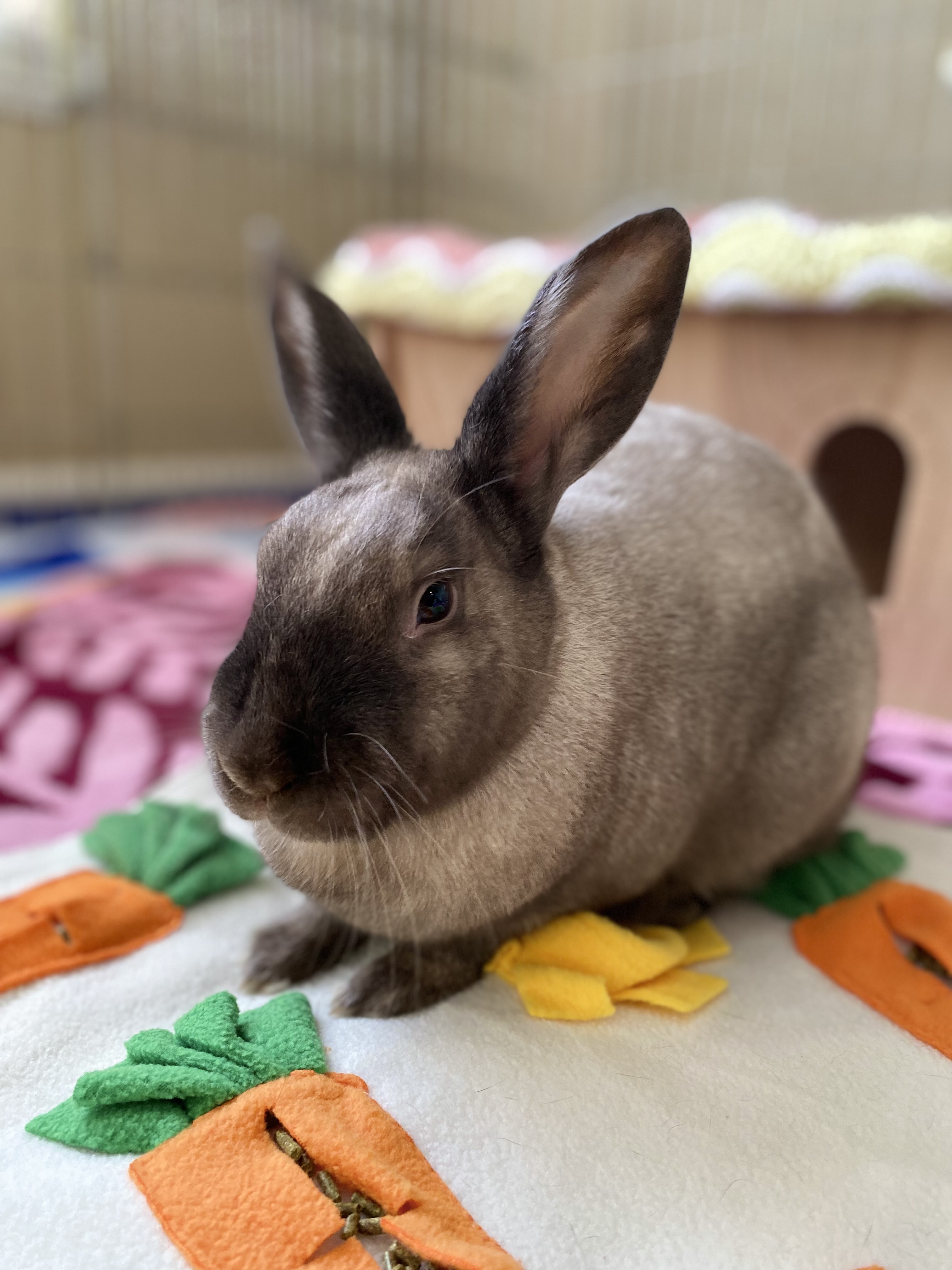 Enlarge Cotton Candy, a Adoptable Bunny Rabbit in Vacaville, CA image 2/14