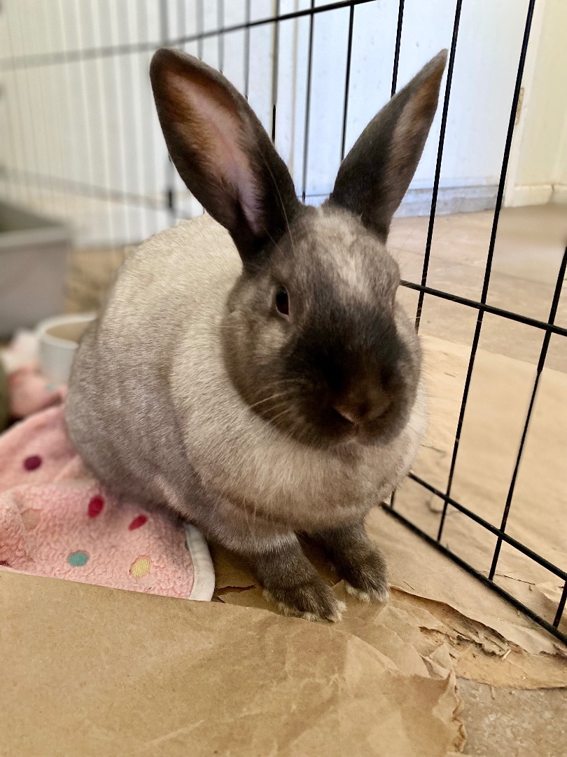 Enlarge Cotton Candy, a Adoptable Bunny Rabbit in Vacaville, CA image 3/14