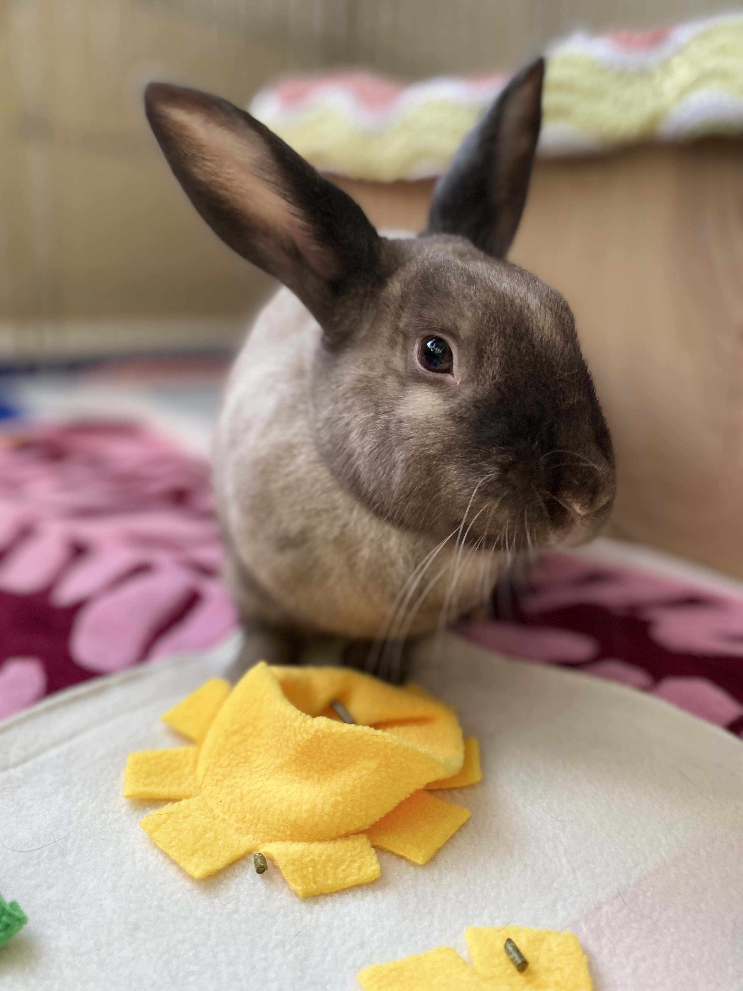 Enlarge Cotton Candy, a Adoptable Bunny Rabbit in Vacaville, CA image 5/14