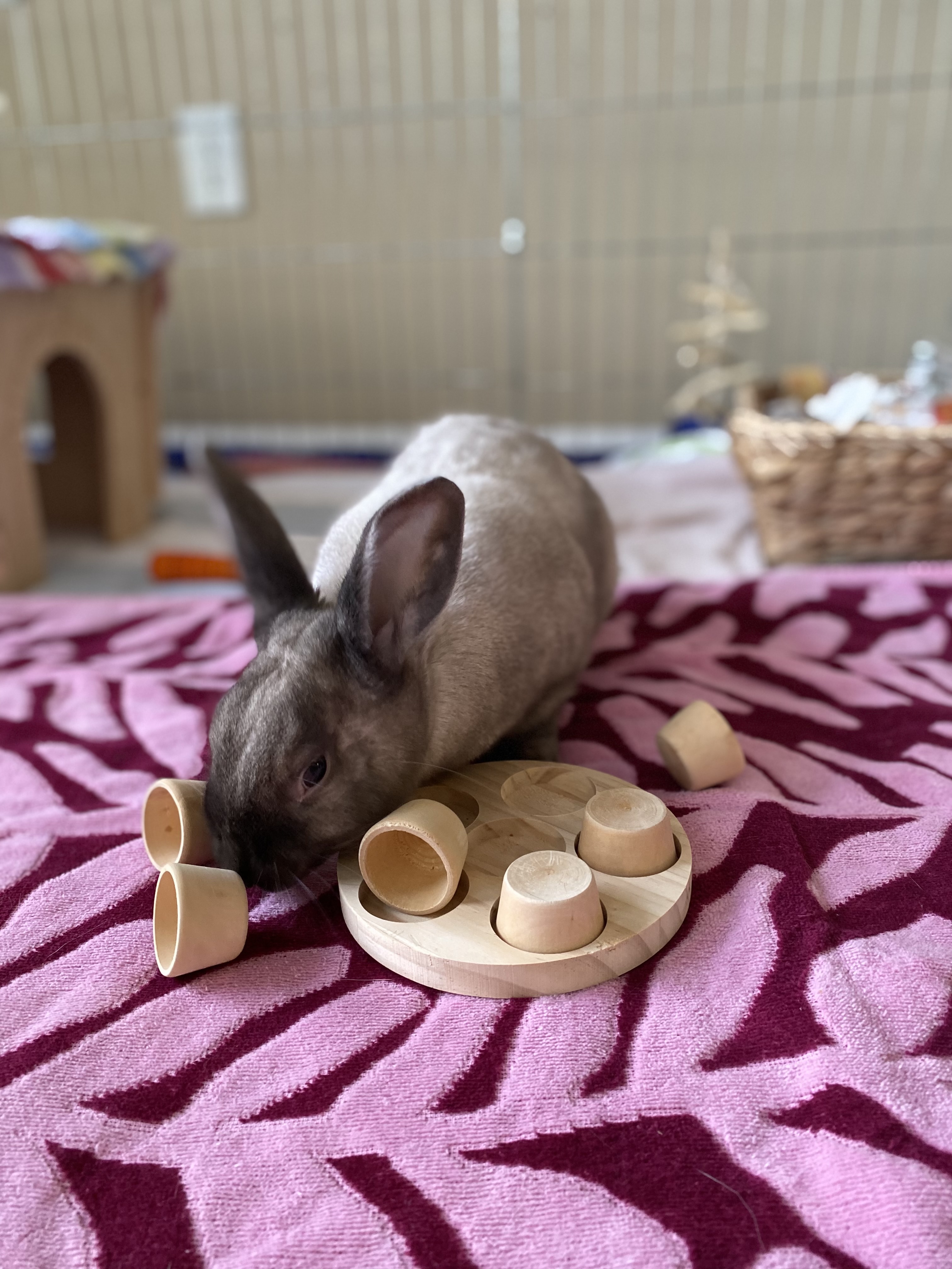 Enlarge Cotton Candy, a Adoptable Bunny Rabbit in Vacaville, CA image 6/14