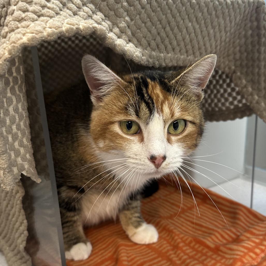 Peaches, Adoptable, Adult Female Domestic Short Hair.
