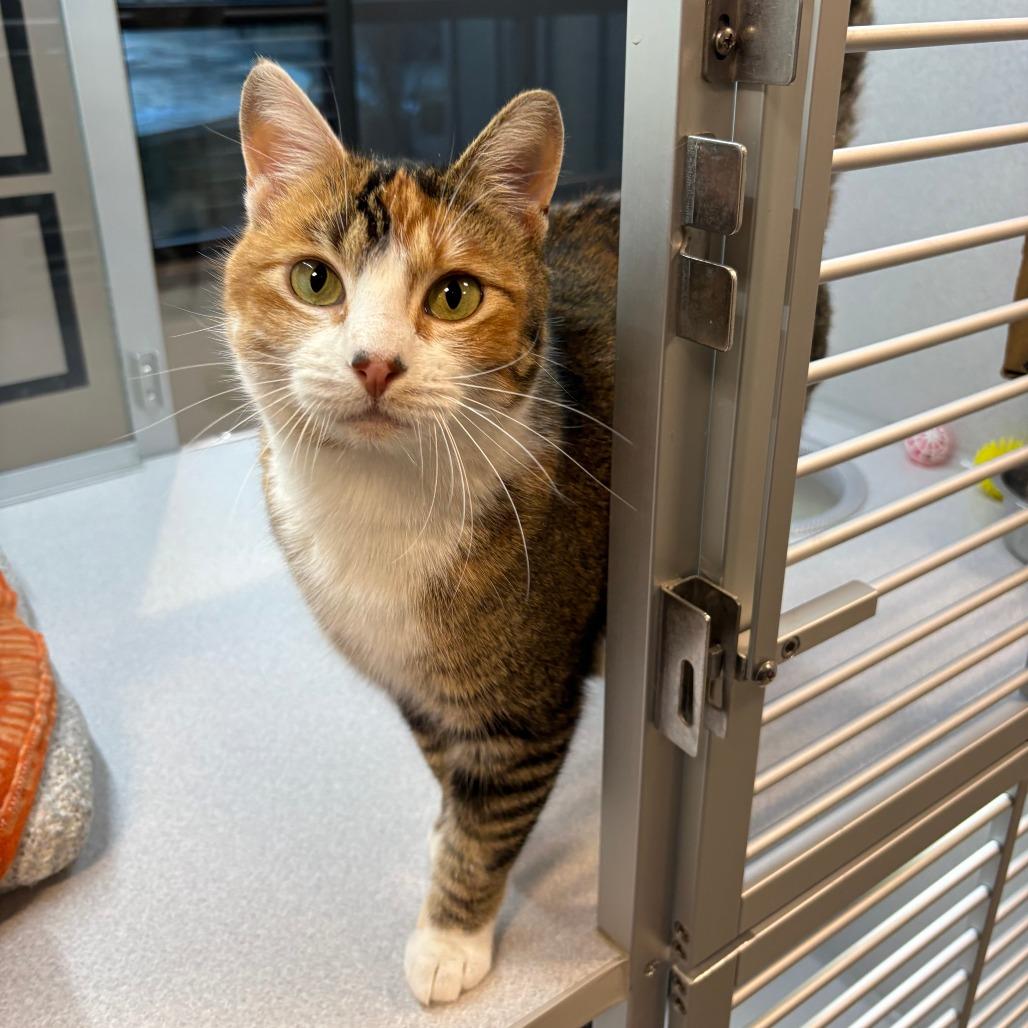 Enlarge Peaches, a Adoptable Domestic Short Hair in Hailey, ID image 2/2