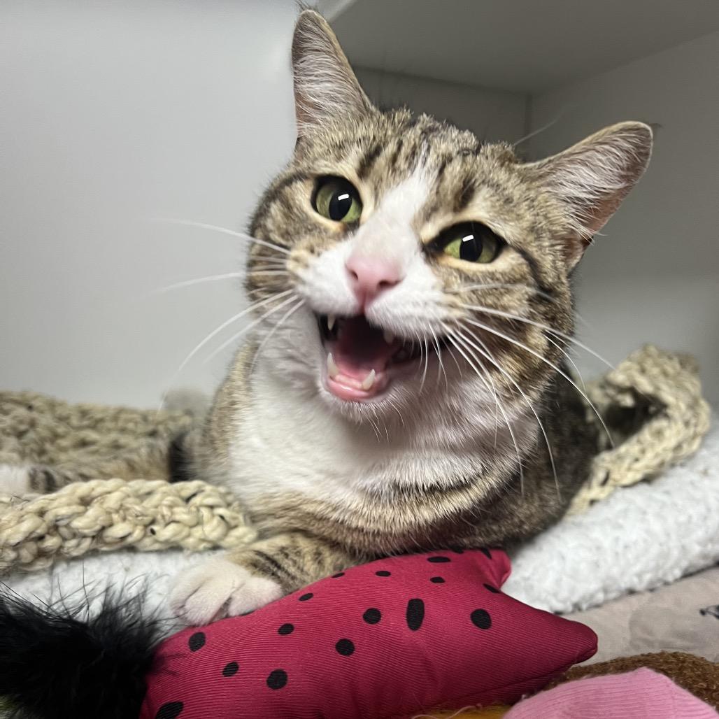 Bellini, Adoptable, Adult Female Domestic Short Hair.