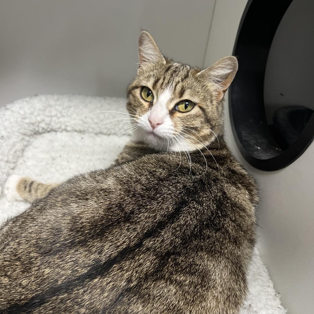 Enlarge Bellini, a Adoptable Domestic Short Hair in Waynesville, NC image 2/5