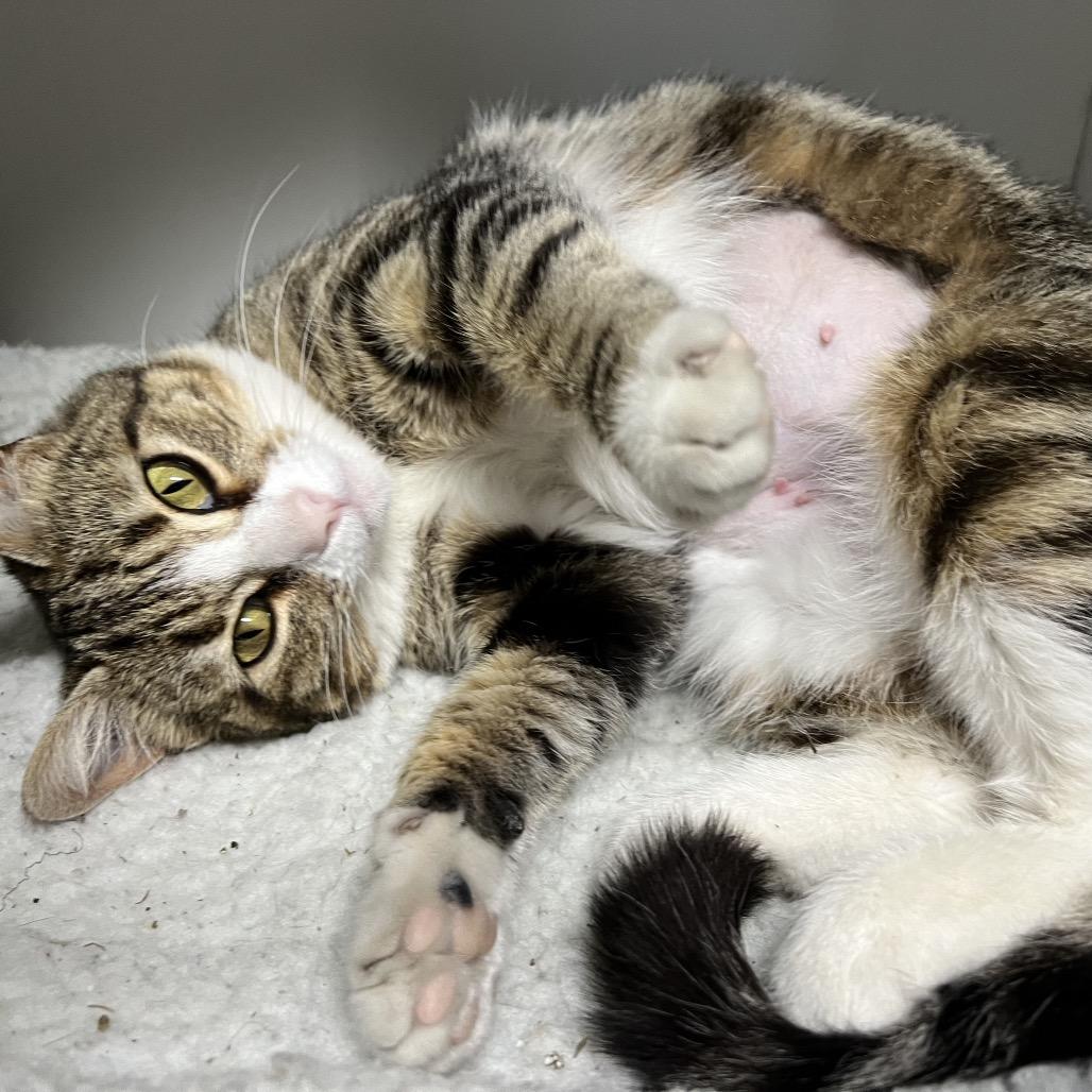 Enlarge Bellini, a Adoptable Domestic Short Hair in Waynesville, NC image 3/5