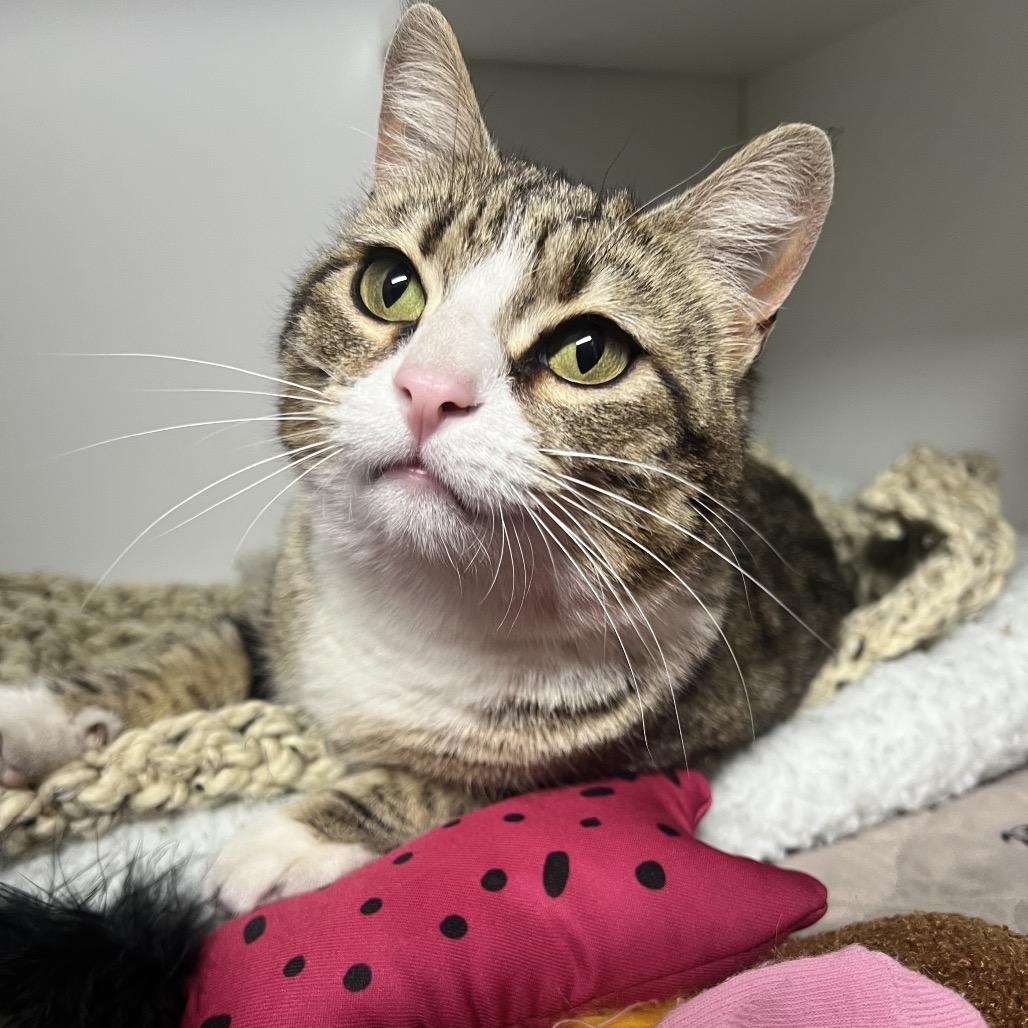 Enlarge Bellini, a Adoptable Domestic Short Hair in Waynesville, NC image 4/5