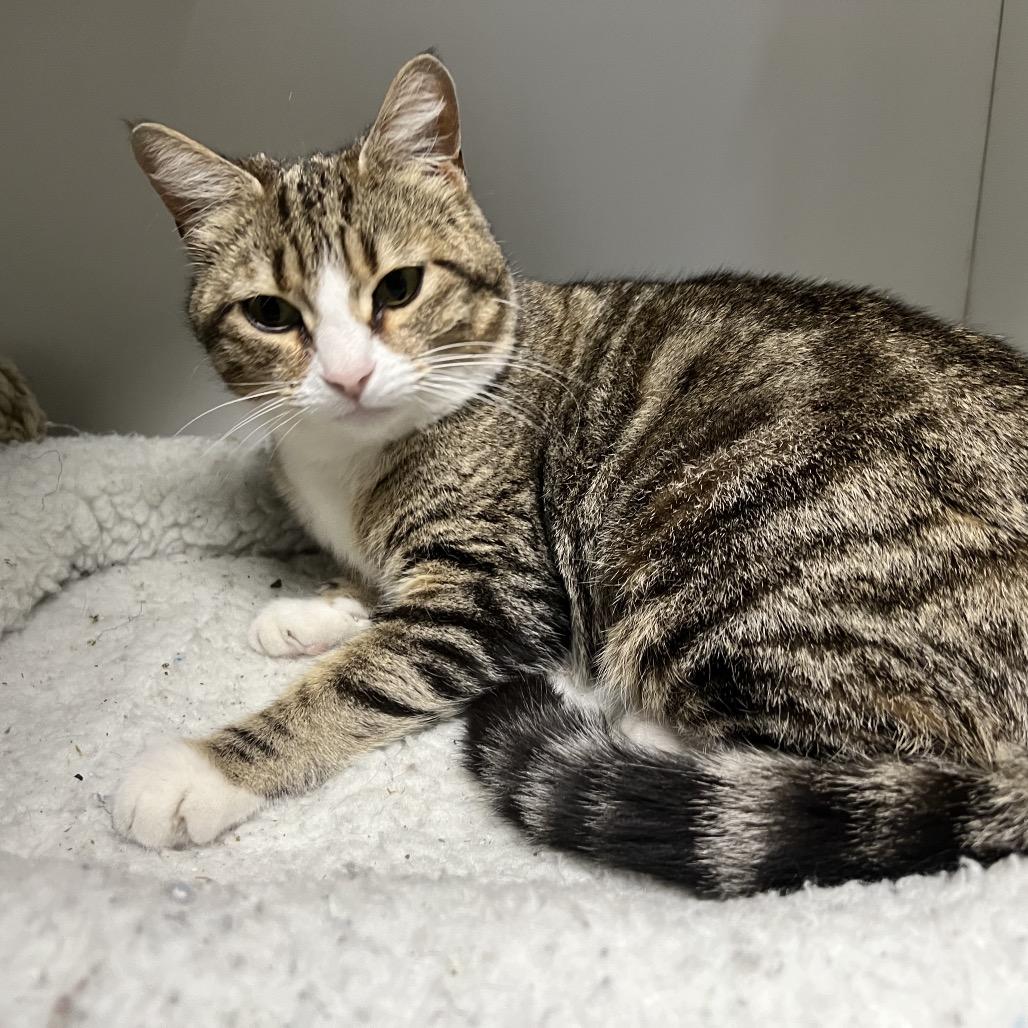 Enlarge Bellini, a Adoptable Domestic Short Hair in Waynesville, NC image 5/5