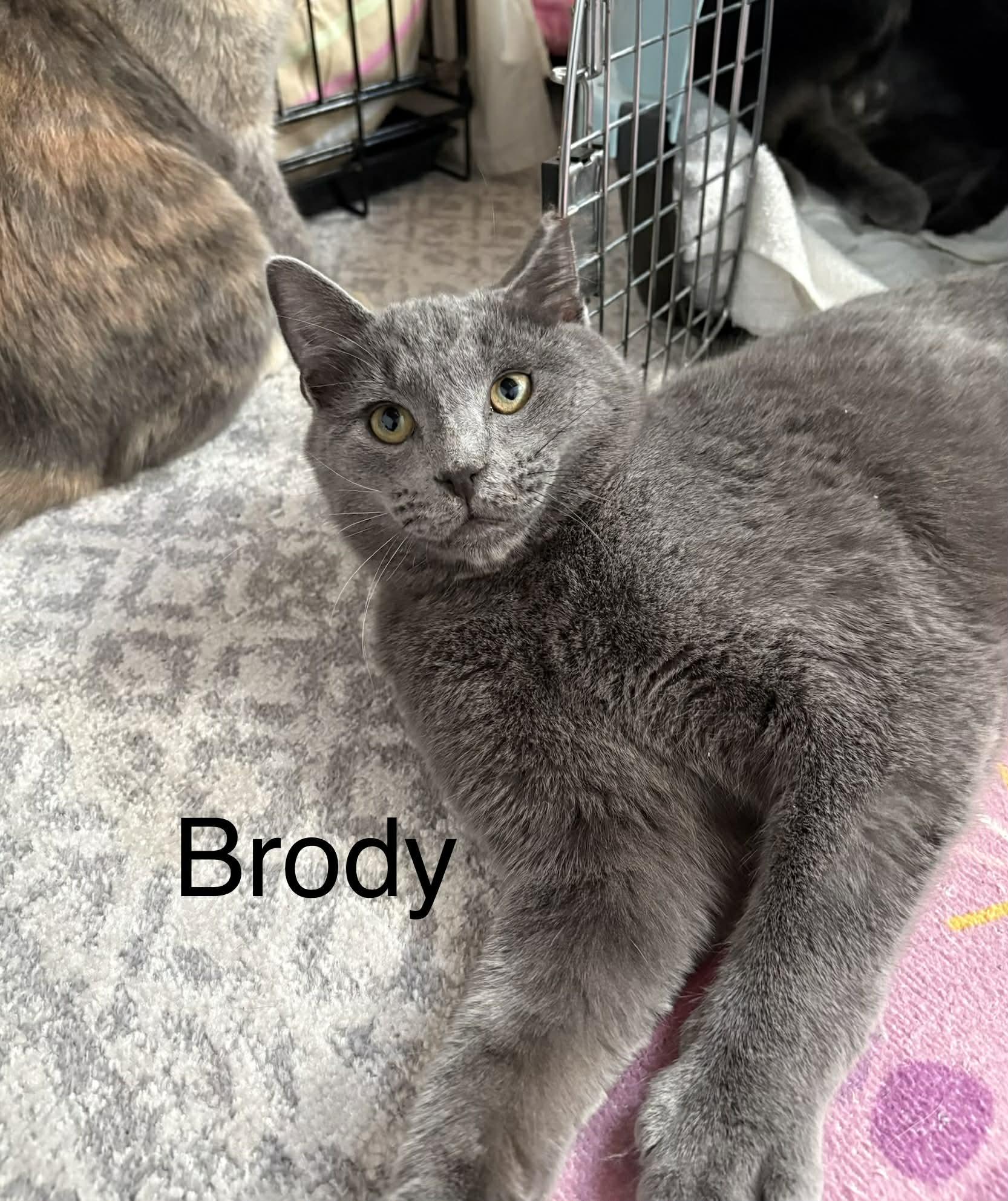 Brody, adopted, Young Male Domestic Short Hair & Russian Blue.