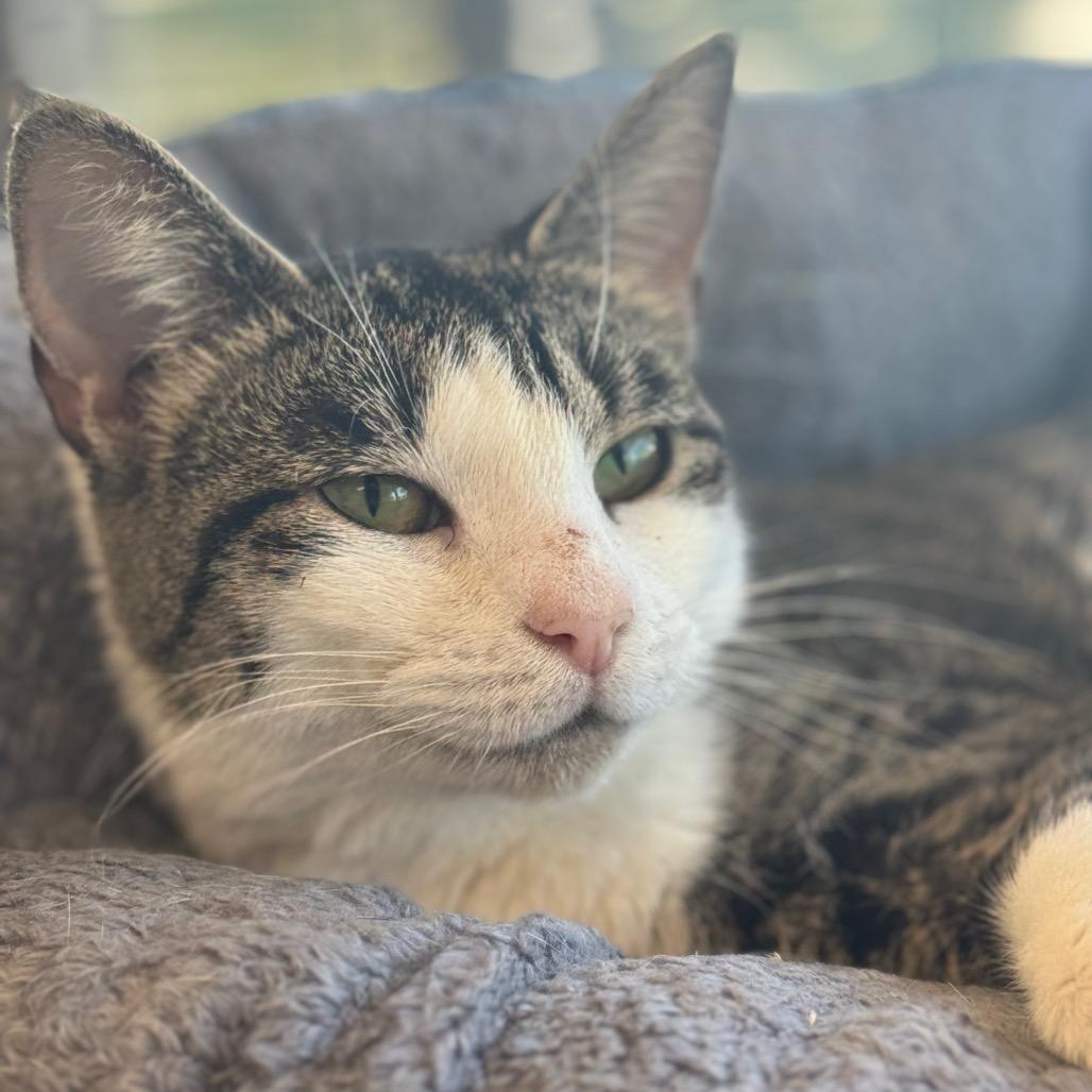 Enlarge Bobbi, a Adoptable Domestic Short Hair in Chesapeake, VA image 2/6