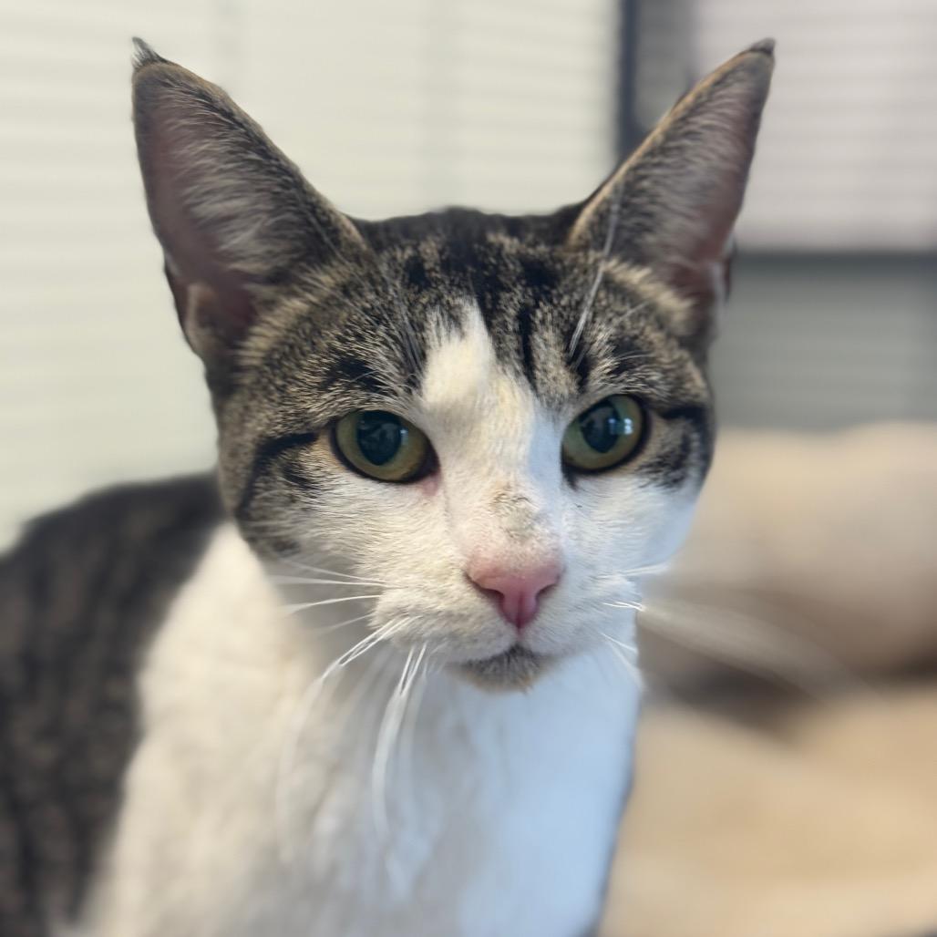 Enlarge Bobbi, a Adoptable Domestic Short Hair in Chesapeake, VA image 3/6