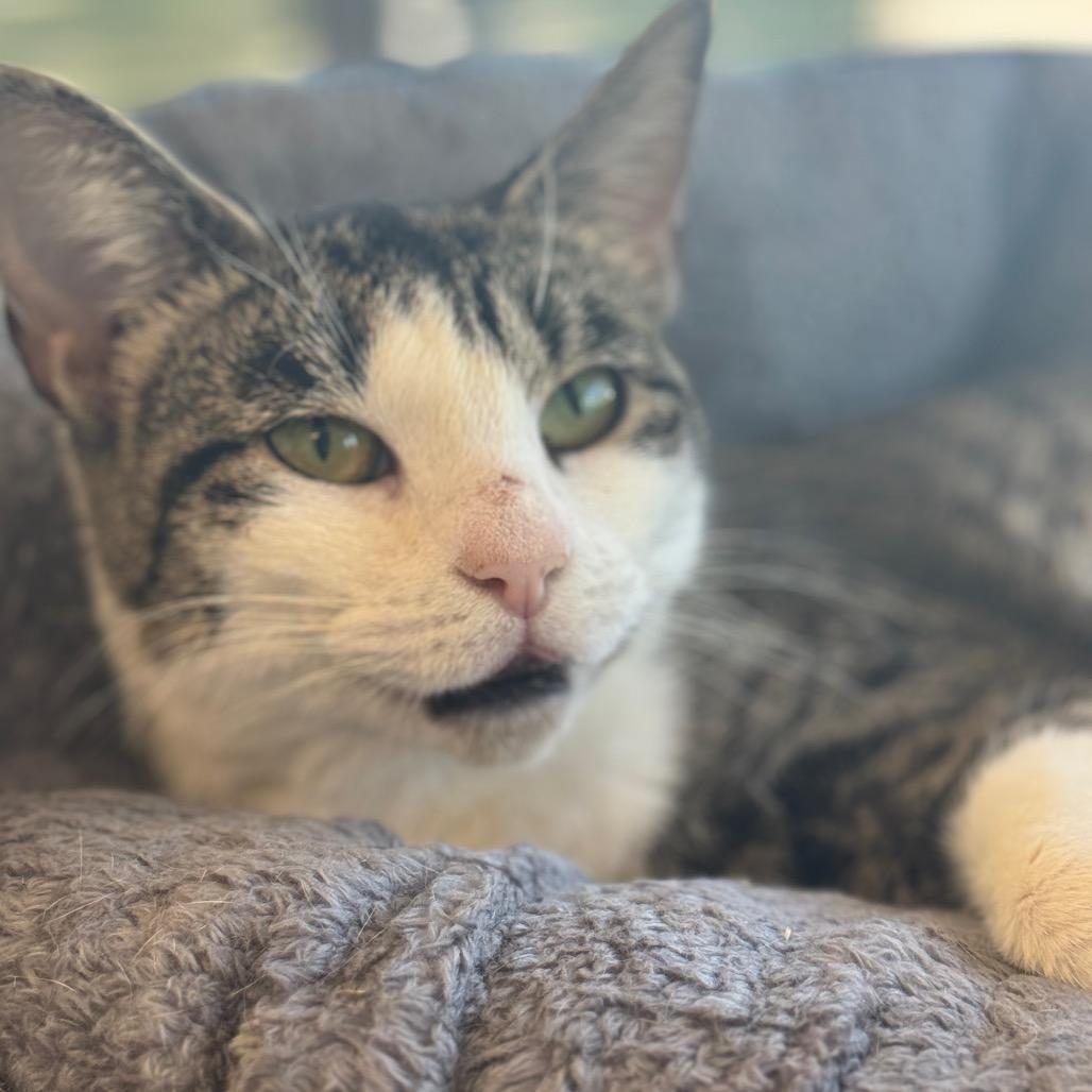 Enlarge Bobbi, a Adoptable Domestic Short Hair in Chesapeake, VA image 4/6