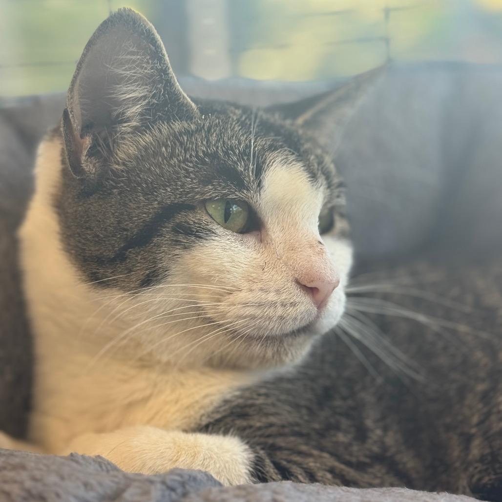 Enlarge Bobbi, a Adoptable Domestic Short Hair in Chesapeake, VA image 5/6