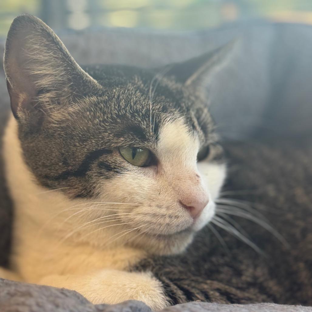 Enlarge Bobbi, a Adoptable Domestic Short Hair in Chesapeake, VA image 6/6