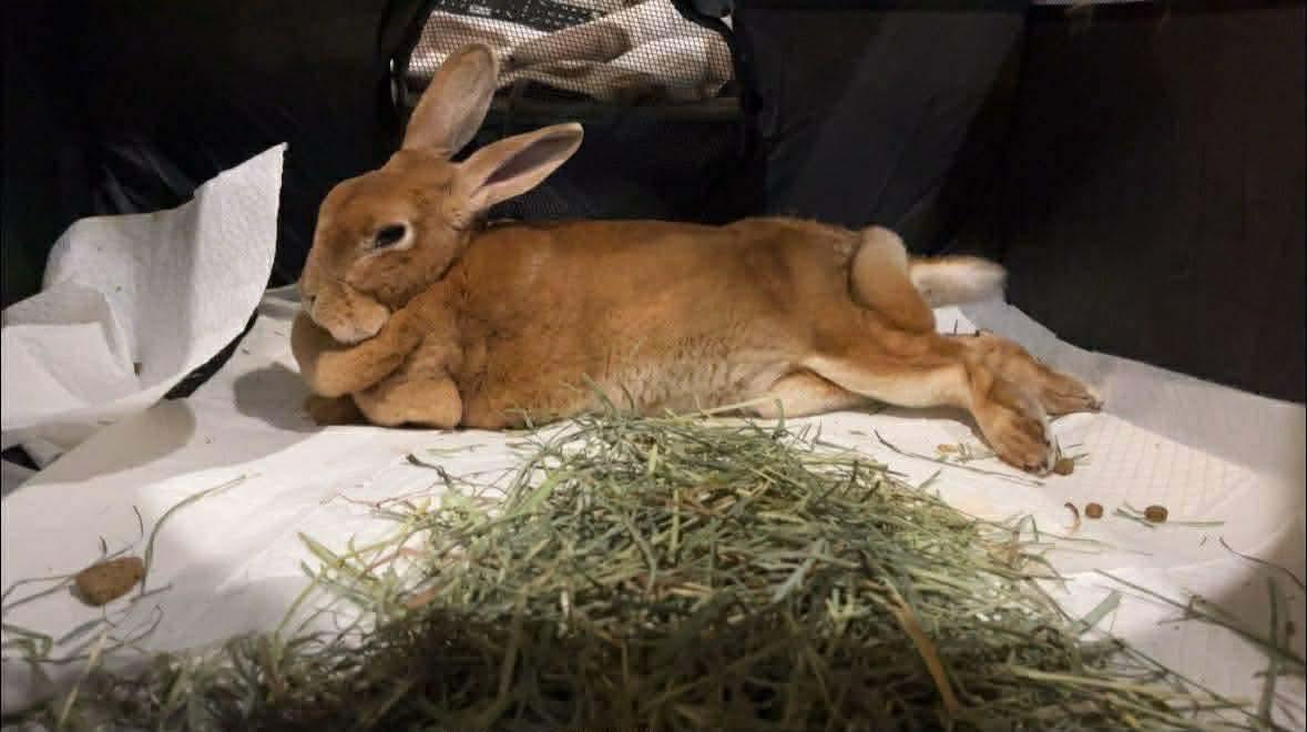 Enlarge Ribbit , a ADOPTABLE mixed breed in Grand Rapids, MI image 1/1