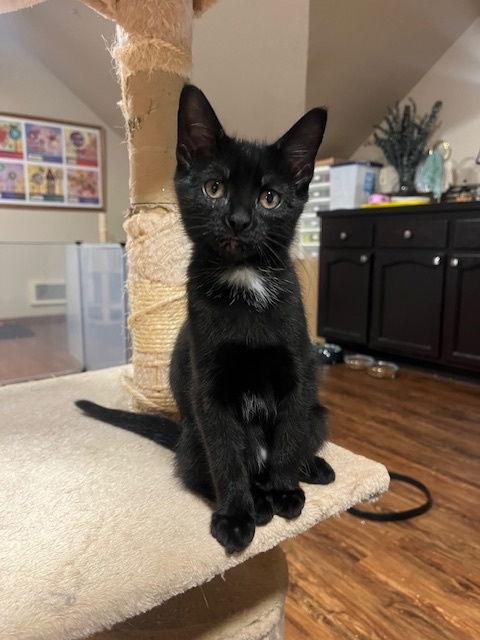 Mercedes, Adoptable, Young Female Domestic Short Hair.