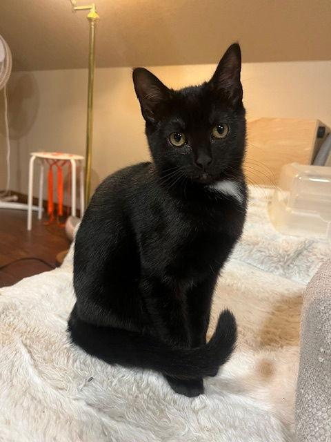 Mercedes, Adoptable, Young Female Domestic Short Hair.