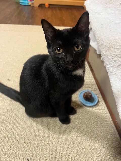 Mercedes, a Adoptable Domestic Short Hair in Burlington, WA image 3/3