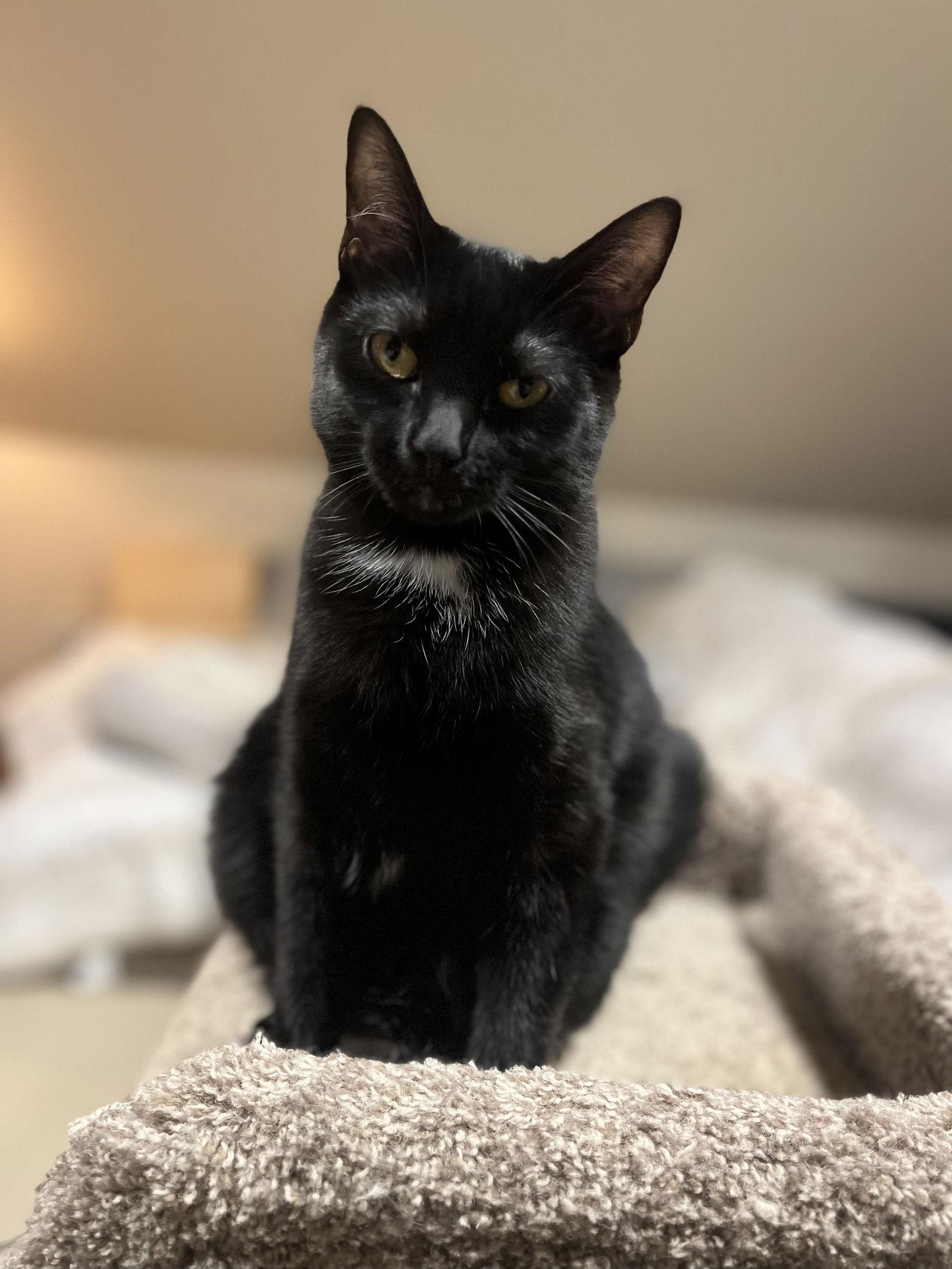 Enlarge Mercedes, a Adoptable Domestic Short Hair in Burlington, WA image 3/3