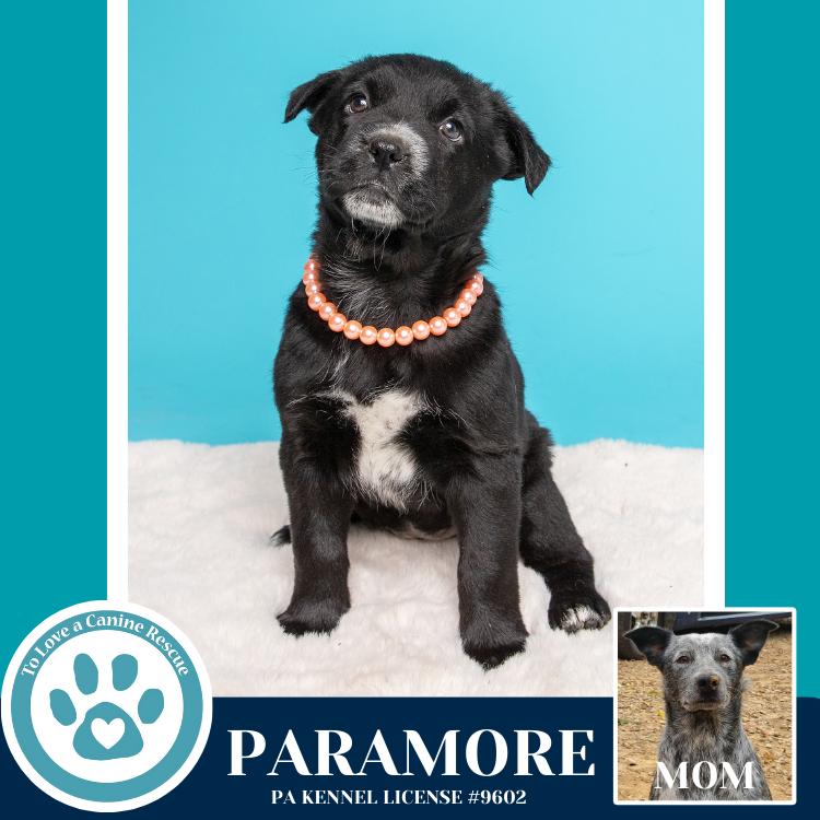 Paramore (Ellie May's Warped Tour Setlist), Adoptable, Puppy Female Australian Cattle Dog / Blue Heeler.