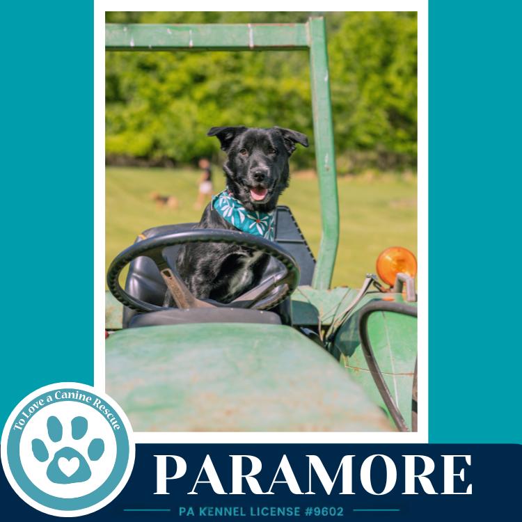 Paramore (Ellie May's Warped Tour Setlist), Adoptable, Young Female Border Collie & Cattle Dog.