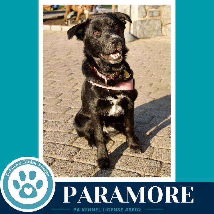 Enlarge Paramore (Ellie May's Warped Tour Setlist), a Adoptable mixed breed in Kimberton, PA image 1/6