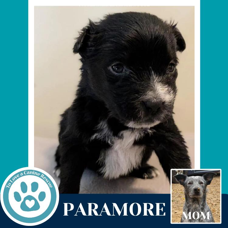 Paramore thumbnail 2