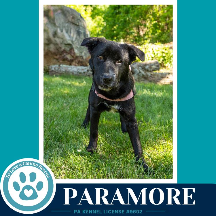 Enlarge Paramore (Ellie May's Warped Tour Setlist), a Adoptable mixed breed in Kimberton, PA image 2/6