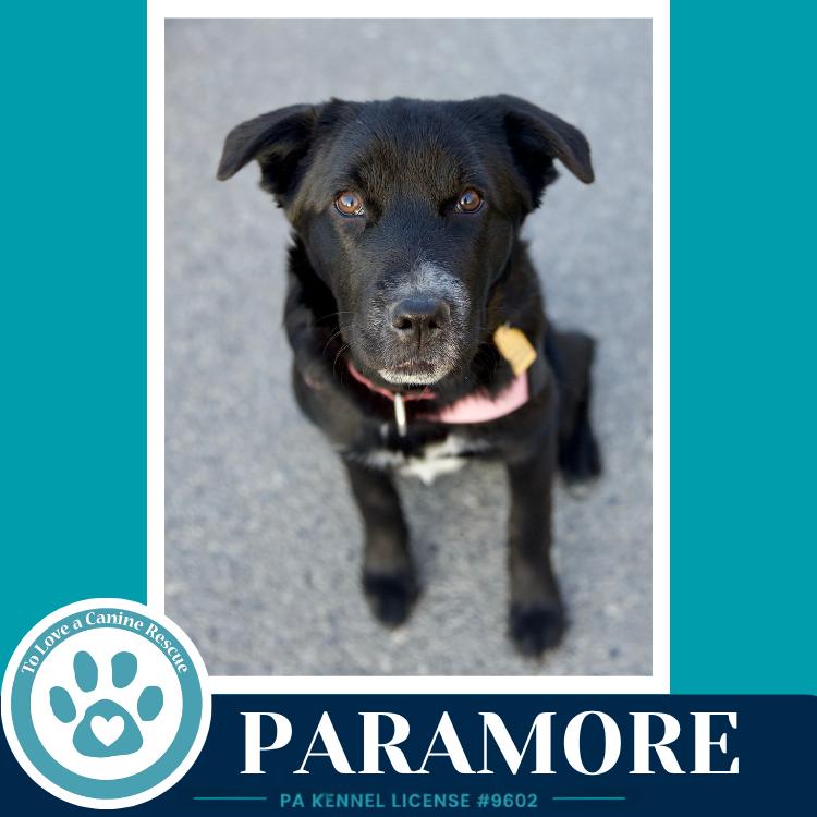Enlarge Paramore (Ellie May's Warped Tour Setlist), a Adoptable mixed breed in Kimberton, PA image 3/6