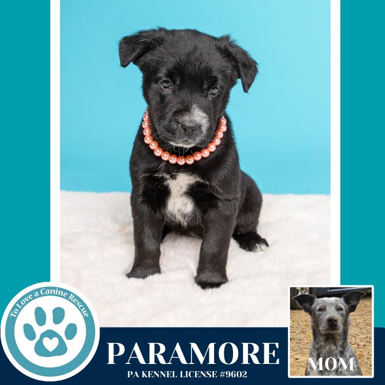 Enlarge Paramore (Ellie May's Warped Tour Setlist), a Adoptable mixed breed in Kimberton, PA image 3/6