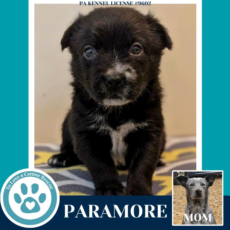 Enlarge Paramore (Ellie May's Warped Tour Setlist), a Adoptable mixed breed in Kimberton, PA image 4/6