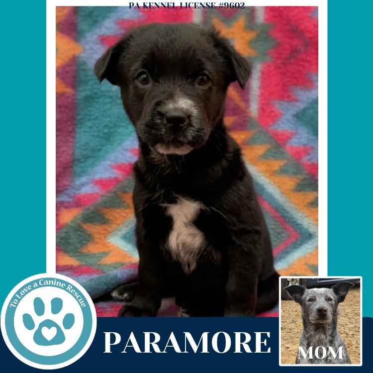 Enlarge Paramore (Ellie May's Warped Tour Setlist), a Adoptable mixed breed in Kimberton, PA image 5/6