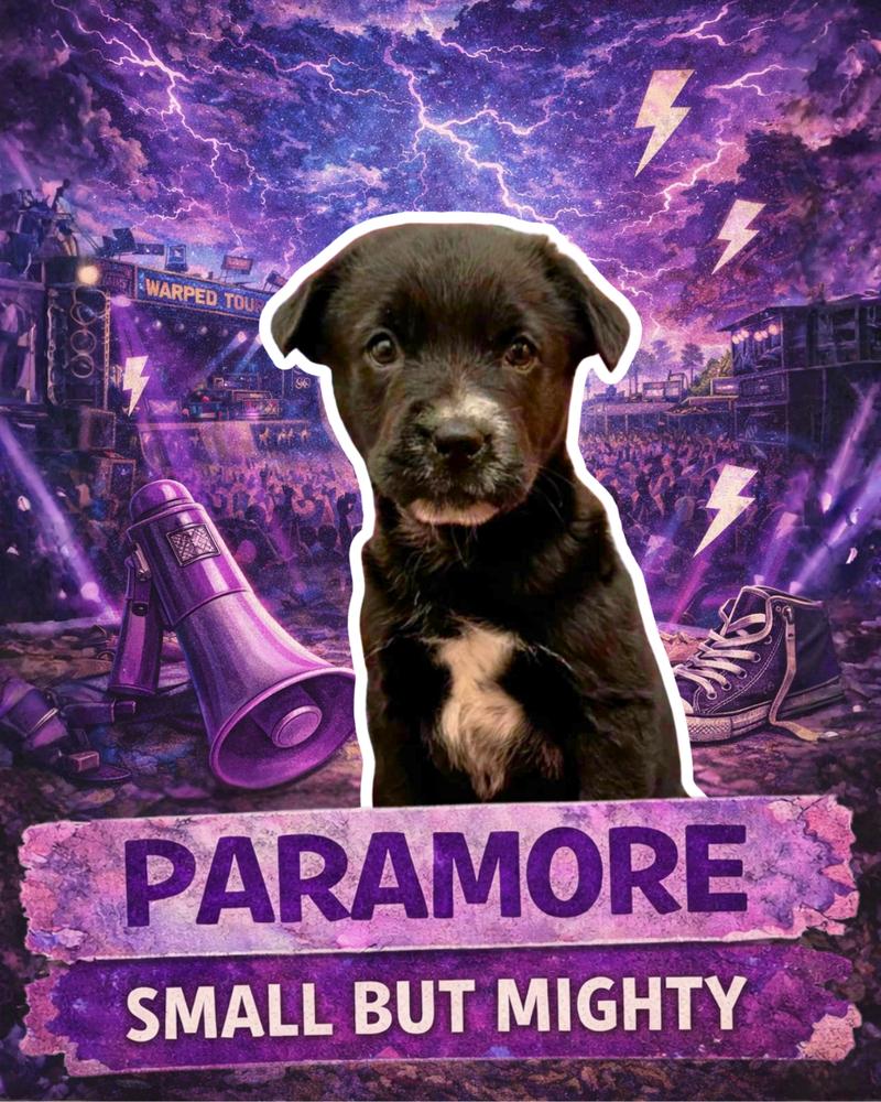 Enlarge Paramore (Ellie May's Warped Tour Setlist), a Adoptable mixed breed in Kimberton, PA image 6/6