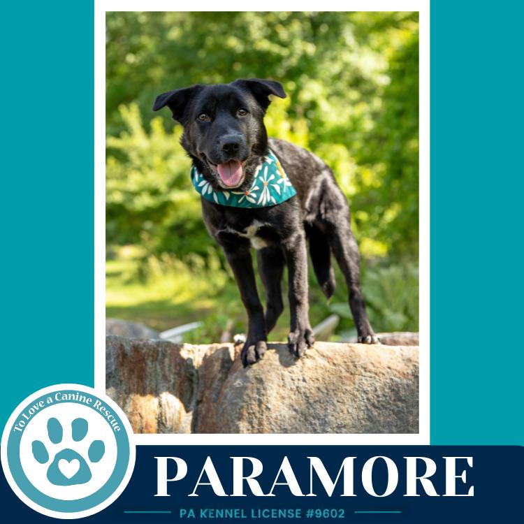 Enlarge Paramore (Ellie May's Warped Tour Setlist), a Adoptable mixed breed in Kimberton, PA image 4/6