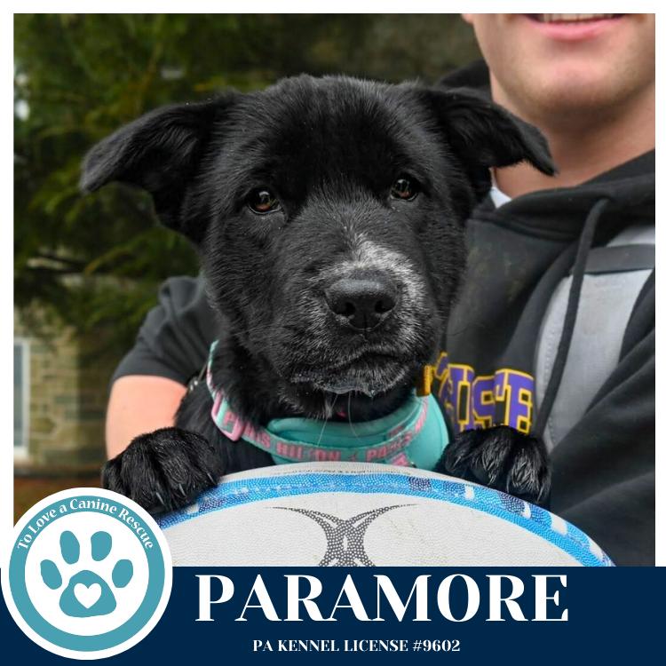 Enlarge Paramore (Ellie May's Warped Tour Setlist), a Adoptable mixed breed in Kimberton, PA image 5/5