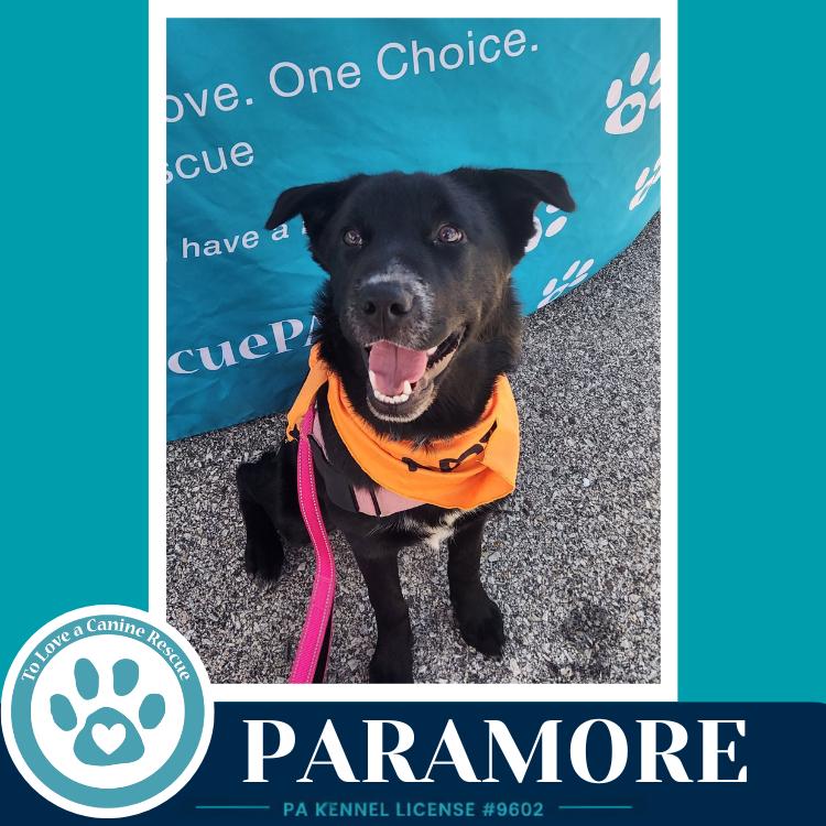Enlarge Paramore (Ellie May's Warped Tour Setlist), a Adoptable mixed breed in Kimberton, PA image 6/6