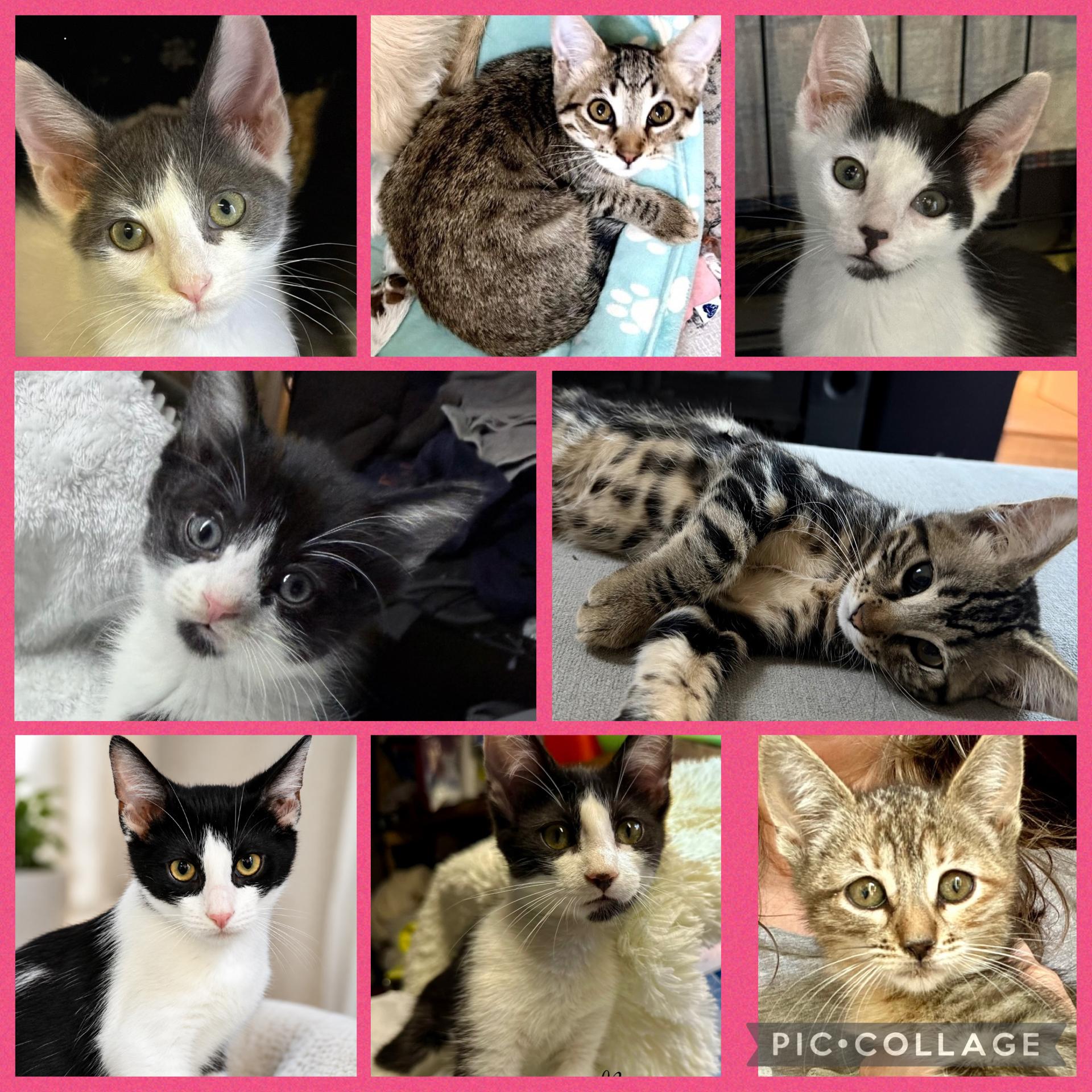 Enlarge Kittens at Tukwila Petsmart, a Adoptable mixed breed in Federal Way, WA image 1/1
