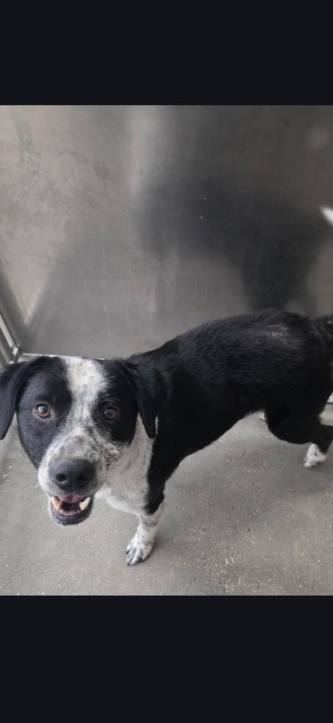 Arlo, Adoptable, Adult Male Cattle Dog.