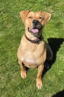 XP Micah, a Adoptable Labrador Retriever in Boonton, NJ image 1/2