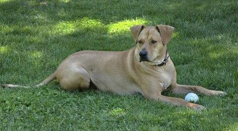 XP Micah, Adoptable, Adult Male Labrador Retriever.