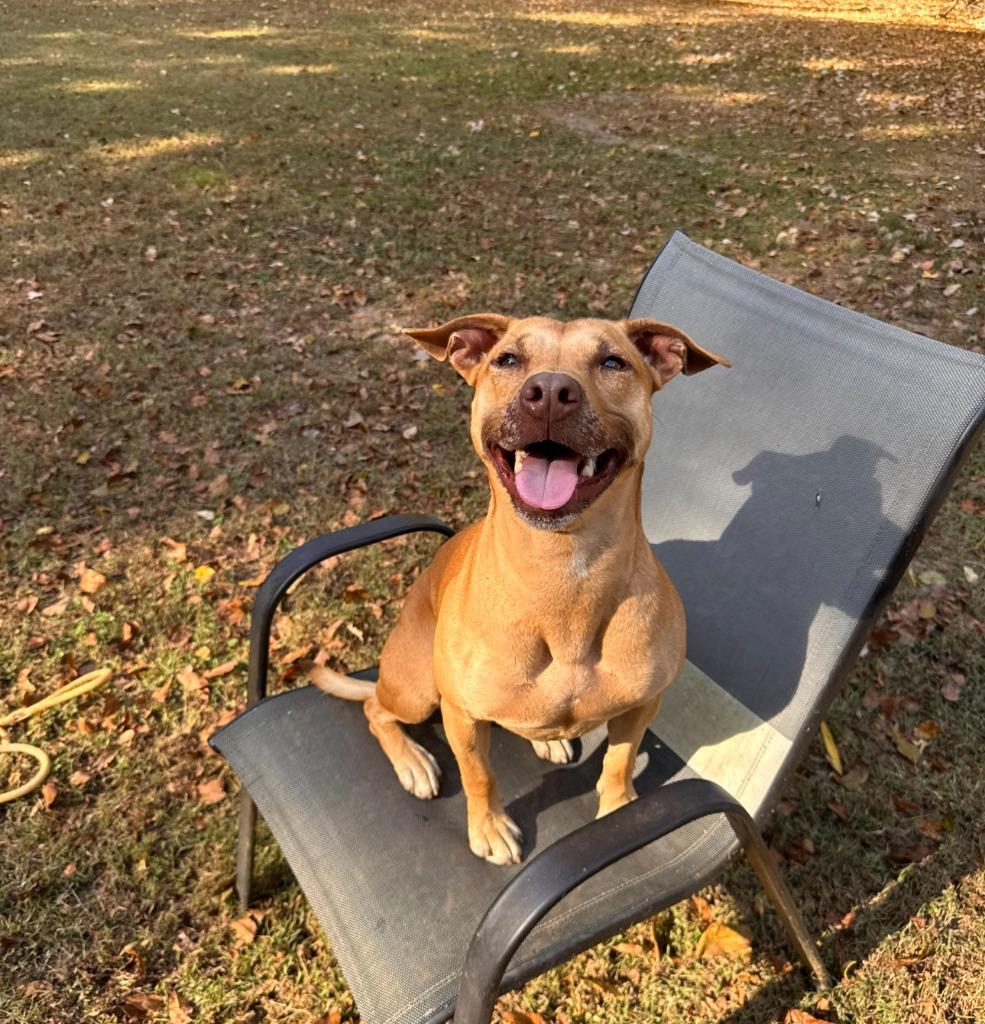 Galaga, Adoptable, Adult Female Pit Bull Terrier.
