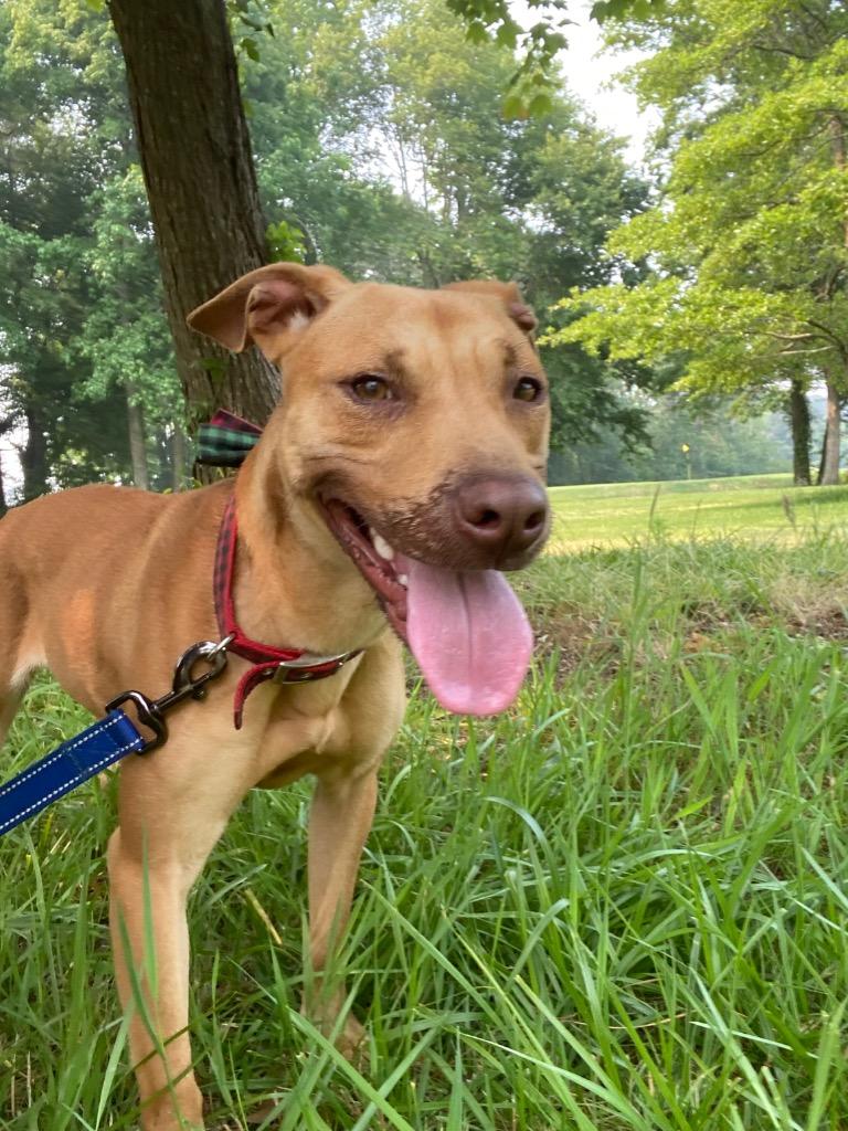 Galaga, a Adoptable Pit Bull Terrier in Berlin, MD image 2/6