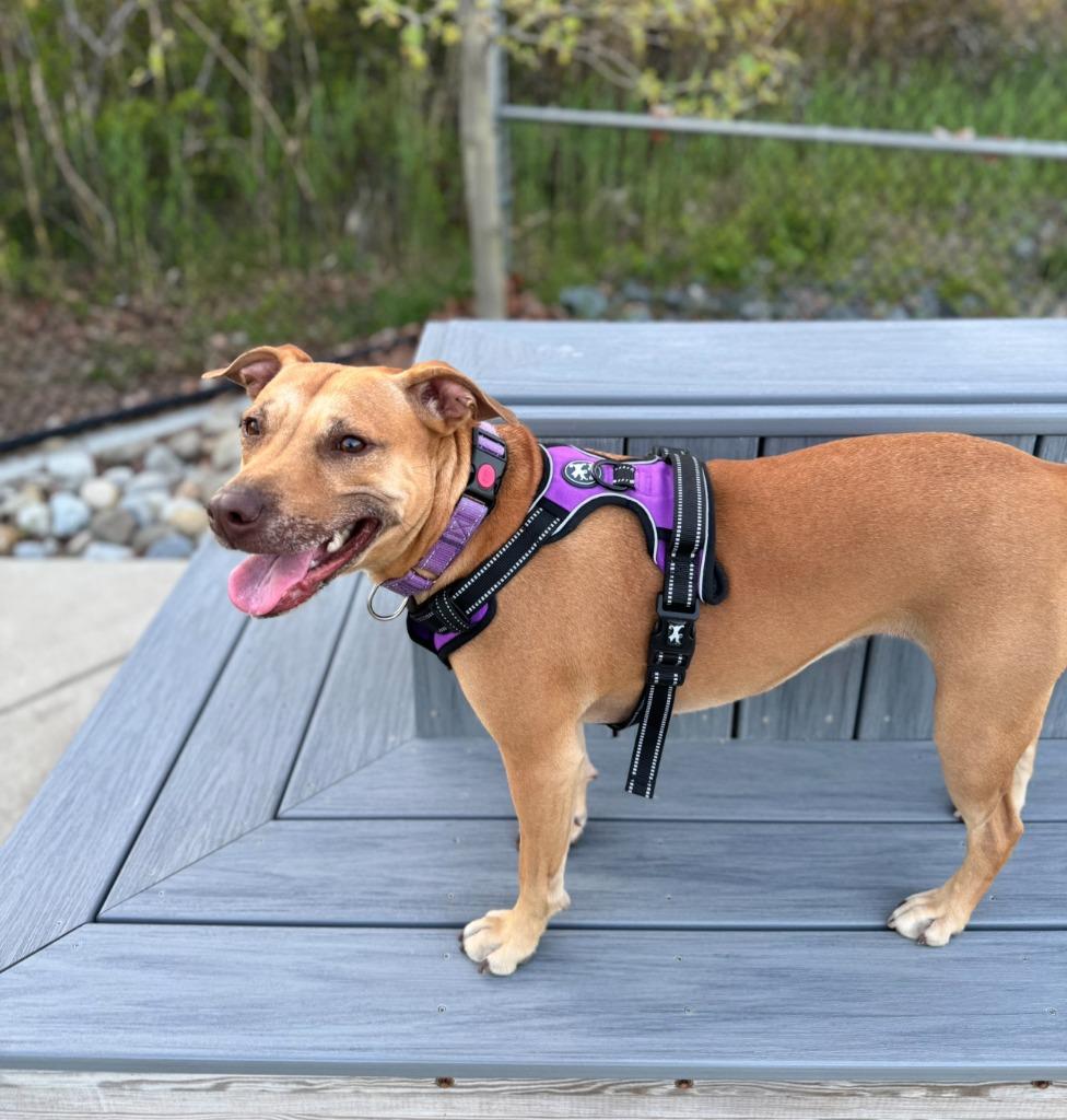 Galaga, a Adoptable Pit Bull Terrier in Berlin, MD image 3/6