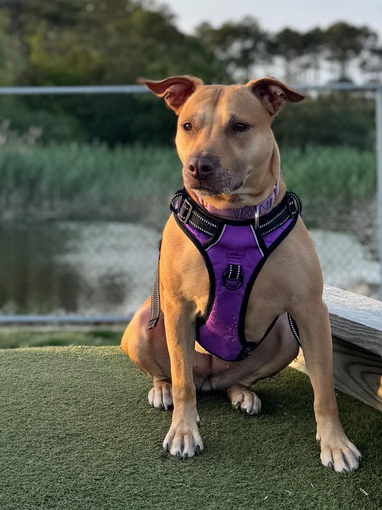 Galaga, a Adoptable Pit Bull Terrier in Berlin, MD image 4/6