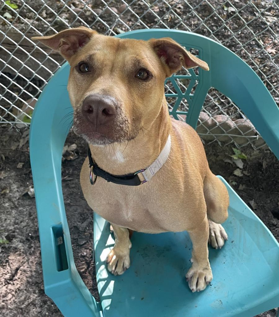 Galaga, a Adoptable Pit Bull Terrier in Berlin, MD image 6/6