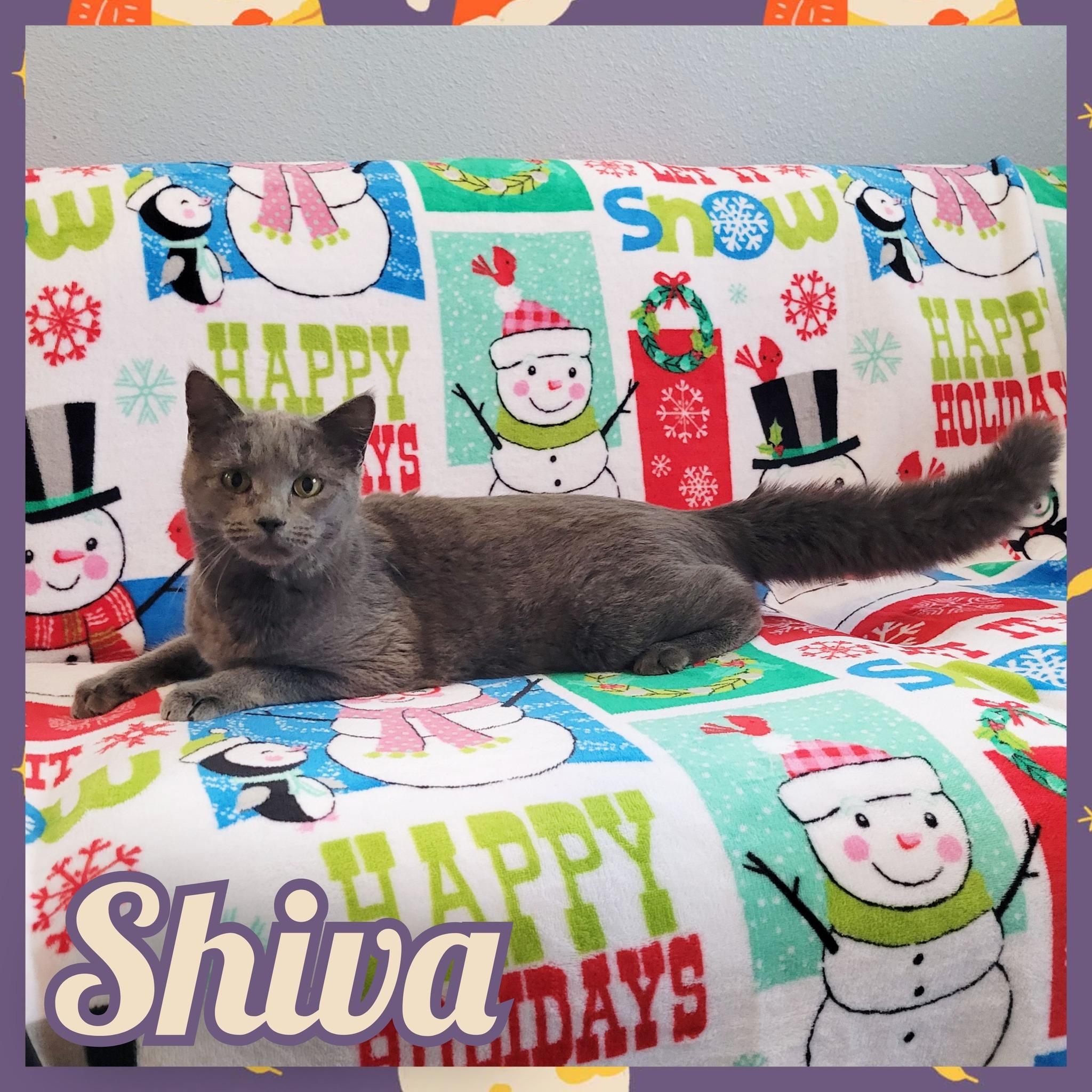 Enlarge Shiva, a ADOPTABLE Domestic Medium Hair in Daingerfield, TX image 1/1