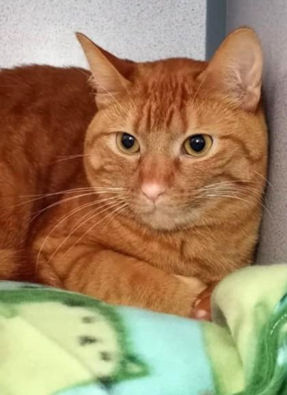 Enlarge Henry, a Adoptable mixed breed in Waupaca, WI image 1/1