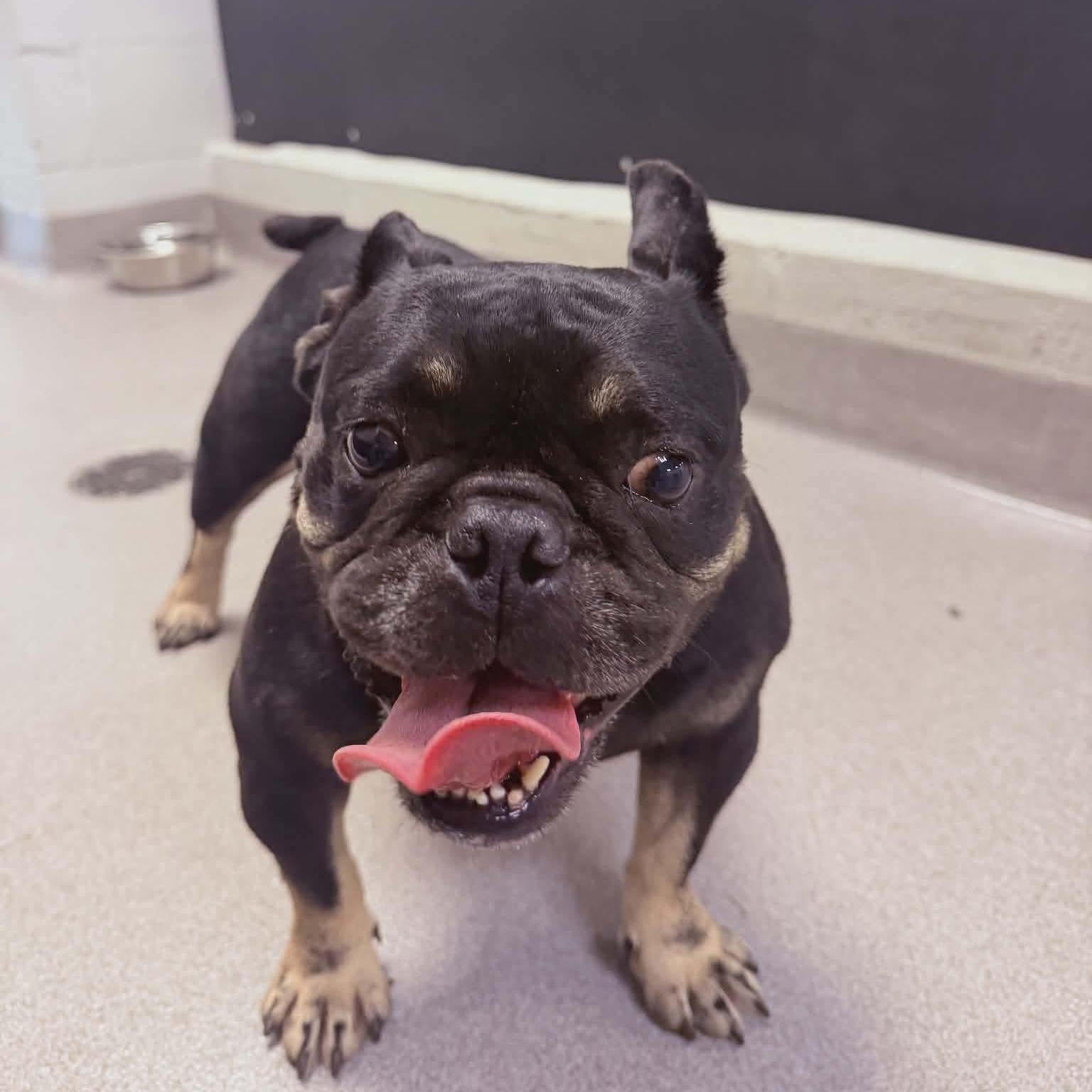 Mochi, ADOPTABLE, Adult Female French Bulldog.